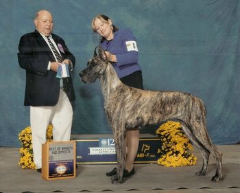 Schooley's Mountain Kennel Club, 8/31/09 Judge Stanley Saltzman, Winners, Best of Winners, and Best of Opposite