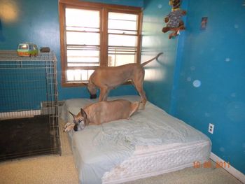 Bella and daughter Jenny on their queen size mattress. Bella will be 8 next week. She was born on Thanksgiving eight years ago. She gave me quite a scare this past week, I almost lost her but she is doing much better on her meds.