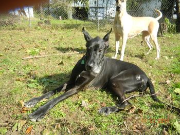 Buttercup enjoying the sun at age 9 taken about a week before he died on November 13, 2011. Buttercup was the sweetest great dane in the world and I want to thank my friends for their help with his food and care before he died after being abandoned by the one he gave unconditional love to for so many years.