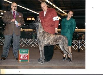 Four point Major Judge Chuck Winslow, Lehigh Valley Kennel Club, December 18, 2010. Handled by Bill Urban and taken in for winners by Kendall