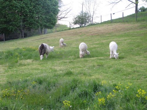 My first llama, Ted and his friends, Stan, Lucky Diamond and Billy Paul