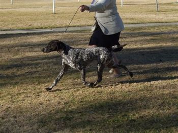 Moruada Madison Avenue 6 CC's for 68pts - 8 in Group / 1 Group 2 @ 7mths of age & a Minor in Show winner. RCC Brisbane Royal 2008 & Puppy of Breed.
