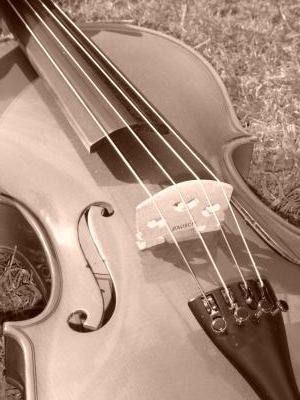 Viola