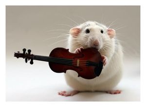 Violin Mouse