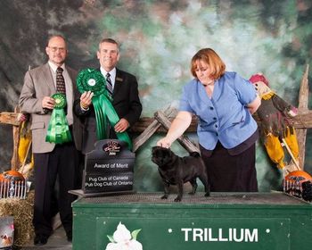 2011 - Denali (Can Ch. SnugglePugs Adventure To Kalmadray) winning Award of Merit at Can. Nationals.