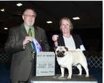 March 2010 - SnugglePugs Jacques - "Jack" - (Ch Bayvue's Cinco De Mayo/SnugglePugs Fleur De Lis) winning his first point.
