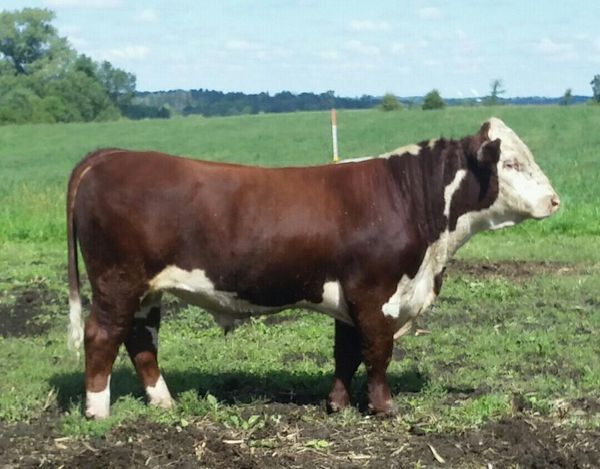 About Time x Lass 864 (Lass 320 x Golden Achiever)
-Yearling picture-