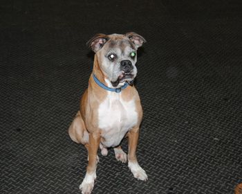 Cooter's 10th Boxer Birthday Party