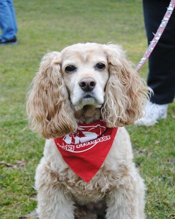 Bandana Day @ Verona Park, a huge crowd!!