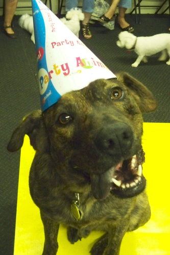 "Just wanted to say thank you again for doing Copley’s party yesterday. We all had a great time and even this morning everyone is saying how cute it was and what a great time their dogs had. I know my two were passed out for hours when we got home. Thank you for offering such great things for dogs!" Heather, Copley & Sprocket