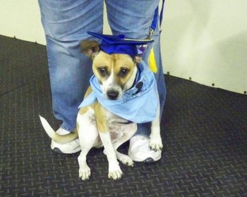 Jack Russell X Click here to watch their story!