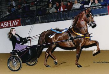 S.M. Flash Dancer with Anna driving a victory lap after being named the first ASHAF Youth Pleasure Driving National Champion