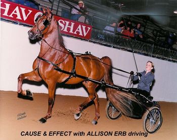 CAUSE AND EFFECT aka Marty Driven by Allison Erb in his second show -- her first driving show photo by Linda Wollaber