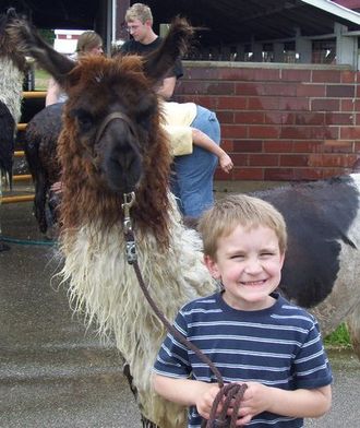 Isaac Beck and VVA Red's Earth Angel after a fresh bath at Heartland Llama Show