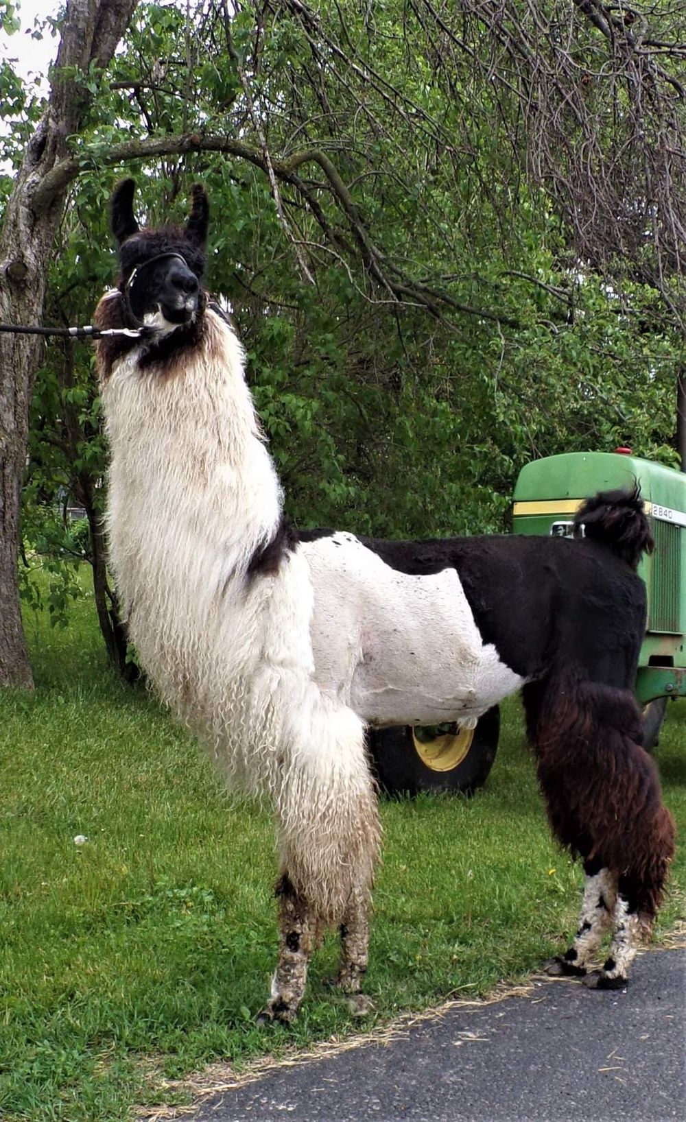 Easton is a gentle giant and a very correct male. We are currently awaiting two summer cria from Easton and can't wait to see what he can do for our farm.