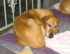 Krystal's Prophet at The Wall aka Moshi - Loved by and friend to Amy & Steve. December 8, 2001 - November 2011.