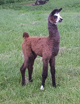 Solid Rock's Castonia SOLD Thank you Tammera Faris