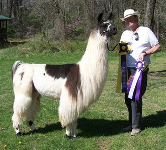 sire-Sundown's Prince Charming
