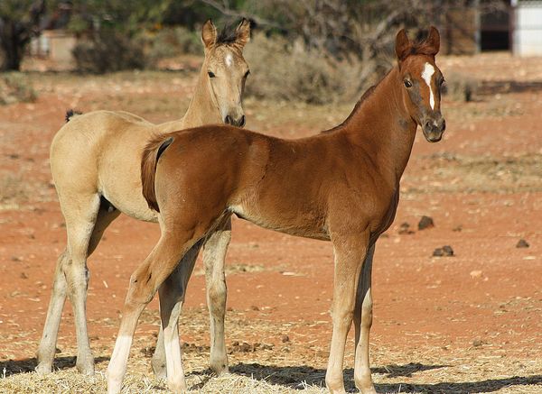Tarantella, chestnut filly, 17/10/19 SOLD