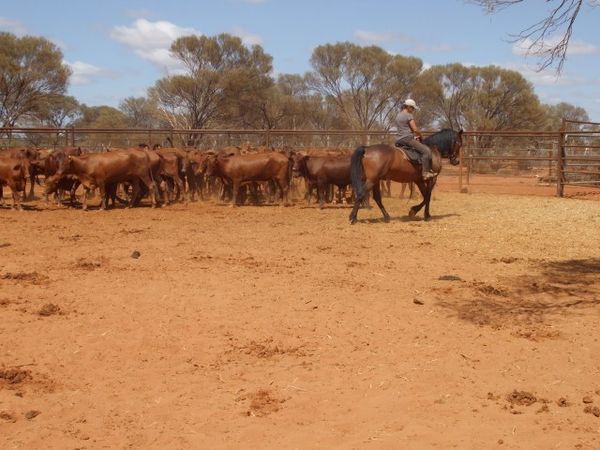 Tandarra Millennium working the heifers