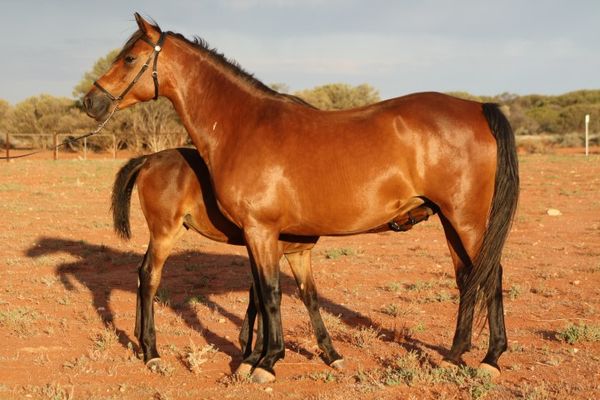 For Sale - Greenstone Dandaloo