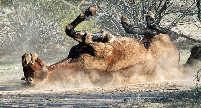 Happiness - Shirley Sobkow "Salt River Wild Horses, Arizona"