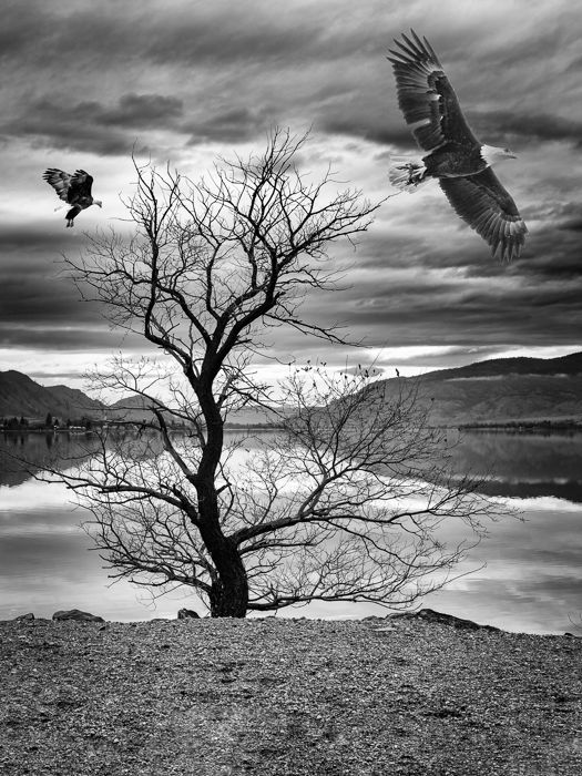 November 2021 - Greg Reely - "Gothic Flight"