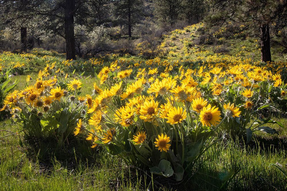 Signs of Spring - Mike Fitzpatrick "Willowbrook road flowers"