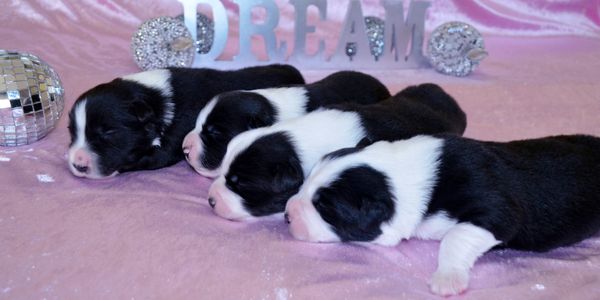 Dream Litter Pups 1 Week Old