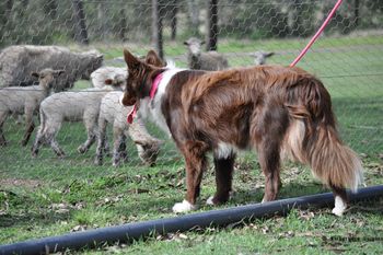 Truffle hates it when all the sheep are put away and there's no more work to do 'If only I could just get back in there' October 2010