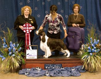 "BLOOMIE" BISS AM./CAN. CH. CROSSROAD CROWNROYAL MIRACLE Bloomie went Best of Opposite Sex at the Dallas-Ft.Worth ESSC Regional show at the ESSFTA National week in 2008. She is expertly handled by Jody Paquette.