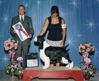 "TITUS" BIS CH. WIL-ORION'S TWENTY TWENTY Titus was Best In Show at Greater Lafayette KC on Sept. 13 2009 under judge Dana Cline. He was expertly handled by Jody Paquette.