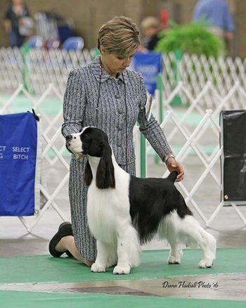 "BRUNO" CH CROSSROAD JOCKEYHILL COUNT ON ME. Bruno just finished his championship with back to back majors. Bruno is co-owned and loved with Debbie Bach.