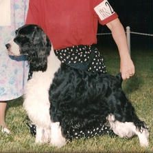 "COLECO" (Ch. Kabinwood's Semper Fedalis and Ch. Lordillea's Cheerleader) Coleco was bred and co-owned with Ruth Ferm. Coleoc was never a champion but produced 4 champions in two breedings.