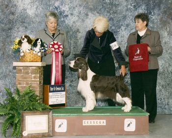 MBISS GCH CROSSROAD CROWNROYAL MIRACLE, RN, NJP "Bloomie" was Best of Opposite Sex at Chattahoochee ESSC in Jan. 2011