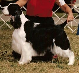 "ELLIE" CH. WIL-ORION'S ELITE FORCE, OA (Ch. Wil-Orion's Initial Choice and Ch. Legendary's Promises Promises) Ellie was bred and co-owned with Janice Johnson. Although Ellie was bred only once, she produced 2 champions out of this litter. Ellie was also my first agility dog and she taught me all the ropes.