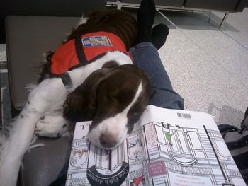 Bloomie enjoying a quiet moment at the airport while waiting for the next plane out. By the way, the book was good!
