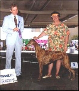 AM and Aust Ch Jonz Dressed to Kill ( Ch Huzzah The Voyageur Imp USA xCh Am Ch Gallant Western Reunion Imp USA)