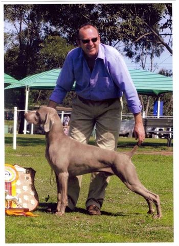 Ch and Grand Ch Divani Just A Dash...Owned by Graham and Leonie Kellett and Dianne Horner and Val Speck Dash is the greatest BIS Winning Weimaraner in the History of the Breed