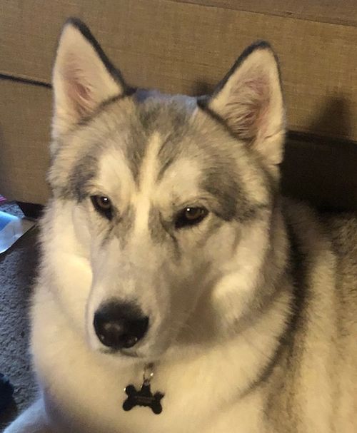 Our little buddy, "Link"