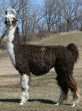 2006 ALSA Grand Nationals Reserve National Champion 2 yr Non- Breeder Brownderosa's Kenseth