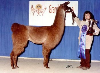 ALSA Grand Nationals 1st Place Yearling Light Wool Female Electrified