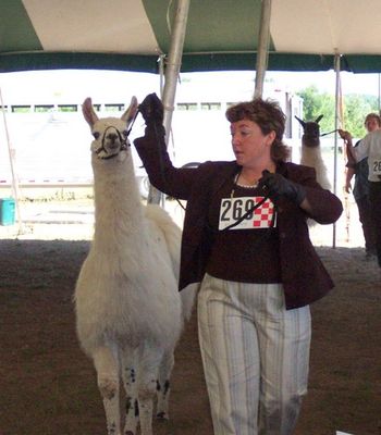 ALSA Grand Nationals 8th Place 1 year Light Wool Female Brownderosa's Talladega