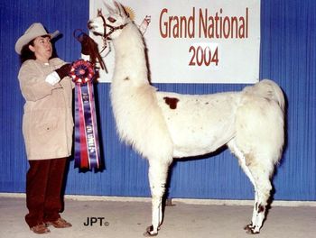 ALSA Grand Nationals 3rd Place 2 yr old Light Wool Female Brownderosa's Talladega