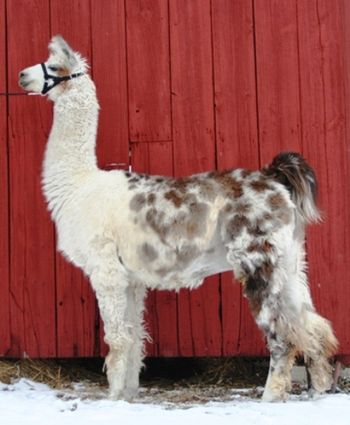 2006 ALSA Grand Nationals 3rd Place Adult Medium Wool Male FFF Sazonado