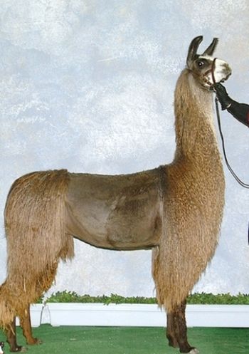 2004 ALSA Grand Nationals 9th Place Yearling Suri Male Brownderosa's He's Amazing
