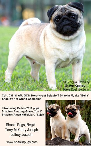 GCH & Can.CH Heroncrest Belagio T Shaolin M. aka "Bella". 2011 pups shown are (left) Shaoln's Amazing Grace, (pointed). and CH. Amen Hallelujah,CGC, aka "Lujah"