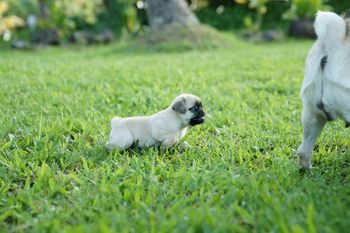 "Elvira", 7 weeks old. This little lady is a Bella/Boo Daughter. Elvira was born a singleton and has been given great opportunities at a young age with socialization. Consequently, this little puppy behaves very maturely.