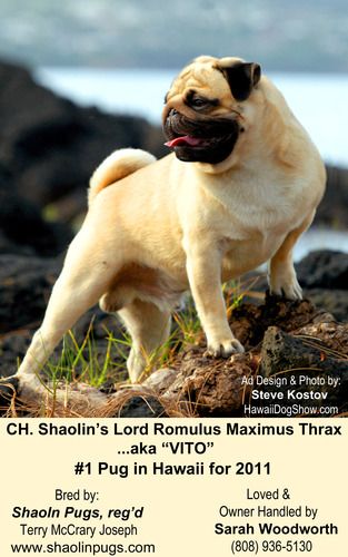 GCH Shaolin's Lord Romulus Maximus Thrax, aka "Vito". Hawaii's Ilio Magazine deemed Vito #1 Pug in Hawaii 2011.