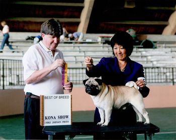 AM.CH. Boletini Bizzy Pug, CGC aka: Shang Tu, Shaolin's first male. Shown by: Pam Mizuno Hilo, Hawaii October 5, 2008 Shang boy is much loved and retired from the show ring as well as obedience trials due to a back injury. But this does not mean the ol boy can not take one on for a full romp through the house and yard.